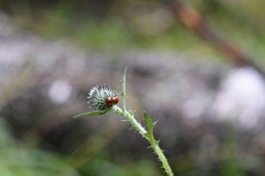 devedikeni üzerinde birlikte iki uğur böceği