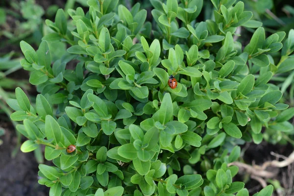 Due Coccinelle Sulla Pianta Verde Giardino — Foto Stock