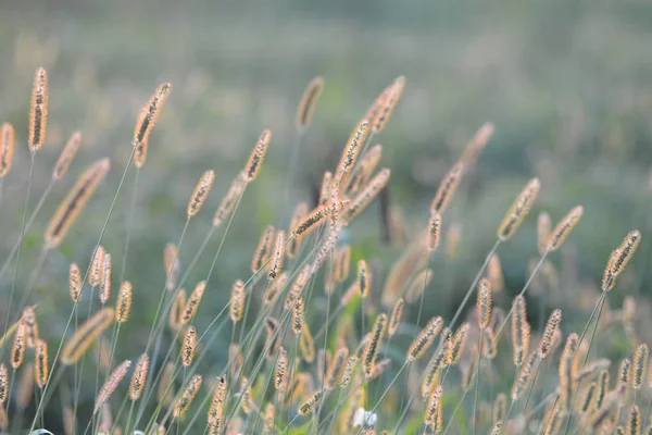 日光を植物します — ストック写真