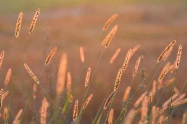 Plantera Solljus — Stockfoto