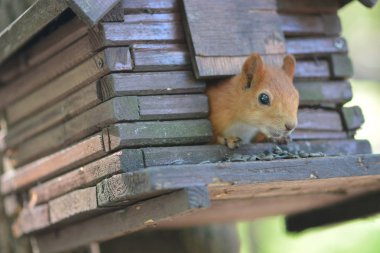  küçük evde kırmızı sincap ayçiçeği tohumu yeme