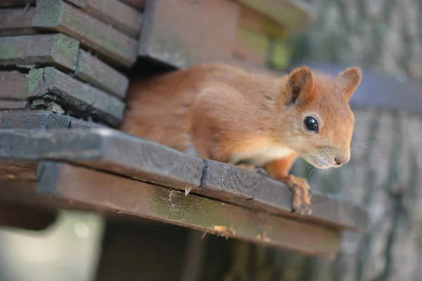 red squirrel in the small house eating sunflower seeds