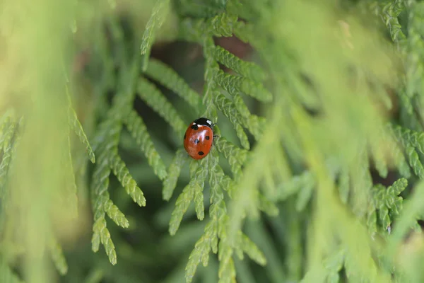 Coccinelle Rouge Sur Arbre — Photo