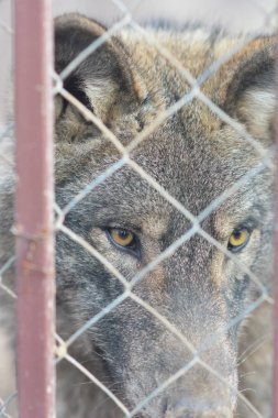 Hayvanat bahçesinde bir kurt