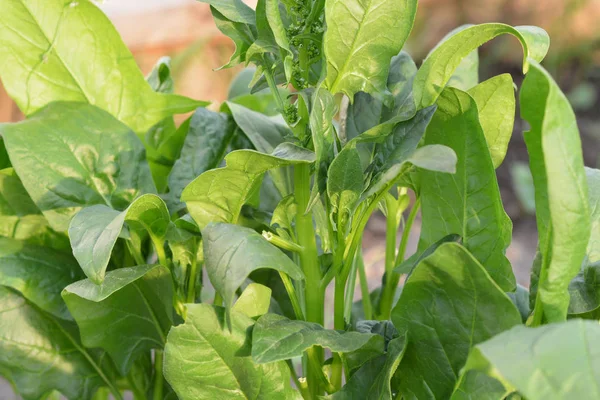 Fresh Spinach Garden — Stock Photo, Image