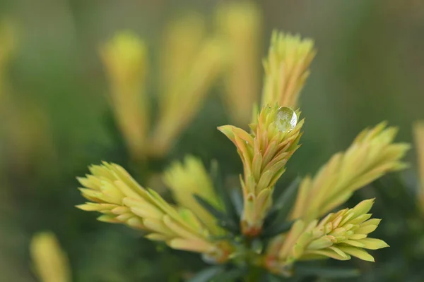 Gota Agua Planta Jardín — Foto de Stock