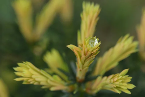 Goccia Acqua Sulla Pianta Giardino — Foto Stock