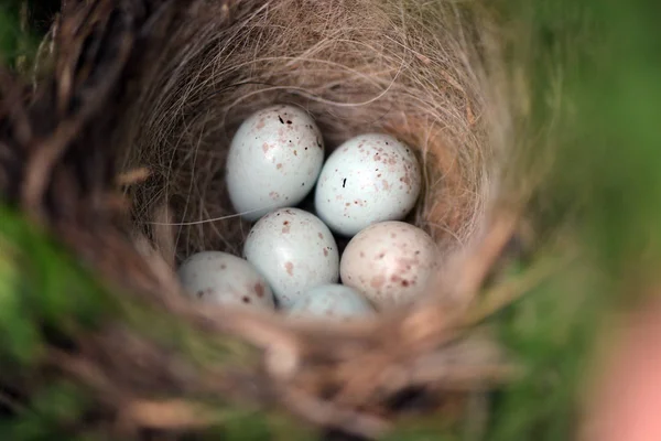 Птицы Гнездятся Саду Голубыми Розовыми Яйцами — стоковое фото
