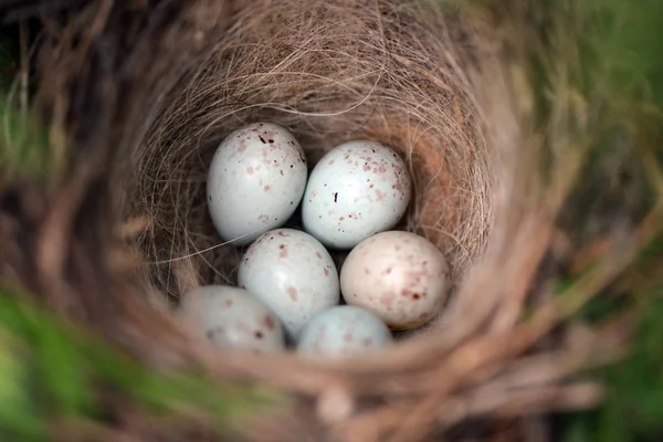Vögel Nisten Mit Eiern Auf Holzboden — Stockfoto