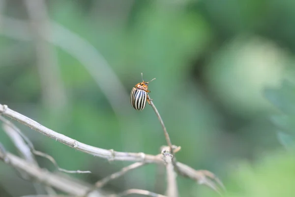 Bug Colorado Sur Branche — Photo