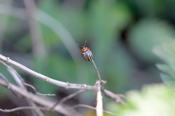 Bug Colorado Sur Branche — Photo