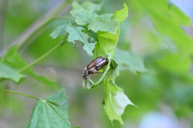 parkta bir yaprak üzerinde hata
