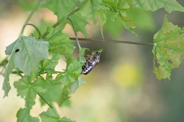 Insecte Sur Une Feuille Dans Parc — Photo