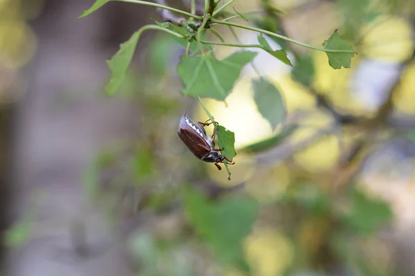 Insecte Sur Une Feuille Dans Parc — Photo