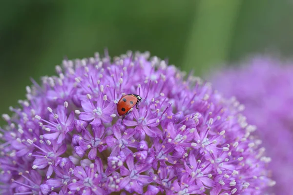 Coccinelle Sur Une Fleur Pourpre — Photo