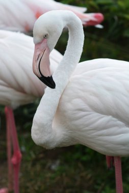 Pembe flamingo beyaz arkaplanda izole edildi