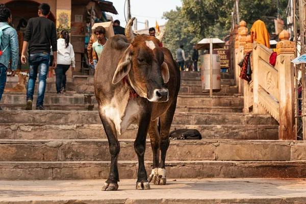 Chudy Indyjski Brązowy Byk Stoi Środku Ulicy Schodach Indie — Zdjęcie stockowe