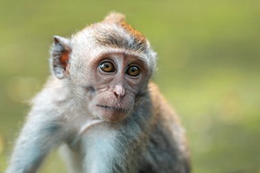 Tapınağın yosunlu basamaklarında oturan küçük bir maymun portresi. Arka plan bulanık. Maymun Ormanı, Bali, Endonezya