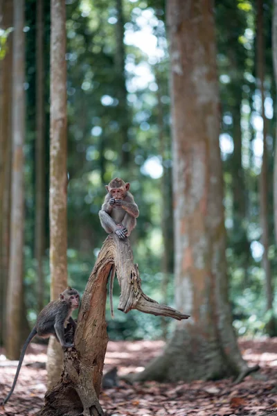 Zwei kleine Makakenaffen spielen auf einem Baumstamm. Affenwald, Bali, Indonesien — Stockfoto