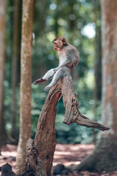 Un mono macaco adulto se sienta en el tronco de un árbol con las piernas colgando. Vista lateral. Bosque de monos, Bali, Indonesia — Foto de Stock