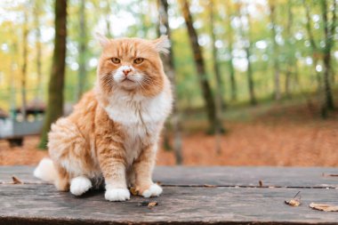 Tüylü, beyaz ve kırmızı çizgili bir kedi parktaki ahşap bir bankta oturur ve somurtarak ona bakar. Arka planda, düşen yapraklar ve ağaçlar.