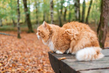 Pofuduk beyaz-kırmızı çizgili kedi parktaki ahşap bir bankta yatıyor. Arka planda düşen yapraklar ve ağaçlar var. Profilde göster.