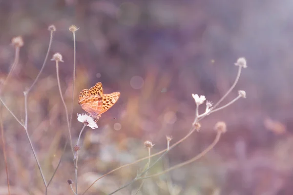 Bela Borboleta Primavera Uma Lâmina Grama Close Luz Roxa — Fotografia de Stock