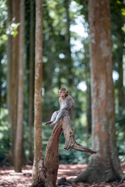 Mono Macaco Adulto Está Sentado Tronco Árbol Con Las Piernas — Foto de Stock