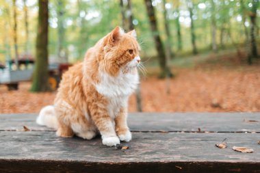 Pofuduk, beyaz ve kırmızı çizgili bir kedi parktaki ahşap bir bankta oturur ve başka tarafa bakar. Arka planda düşen yapraklar ve ağaçlar var. Boşluğu kopyala.