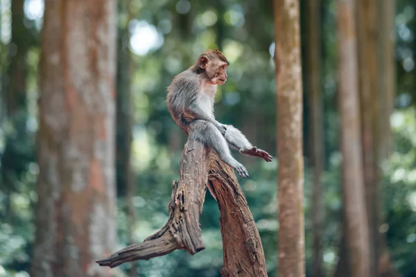 Mono Macaco Adulto Sienta Tronco Árbol Con Las Piernas Colgando — Foto de Stock