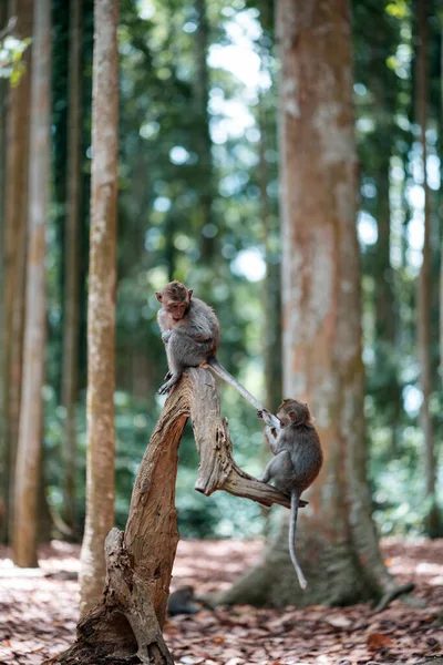 Dos Pequeños Monos Macacos Están Jugando Tronco Árbol Macaco Tira — Foto de Stock