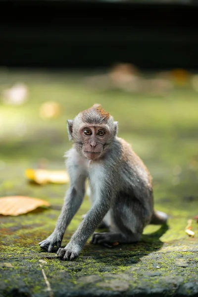 Ein Kleiner Makakenaffe Sitzt Auf Den Bemoosten Stufen Des Tempels — Stockfoto