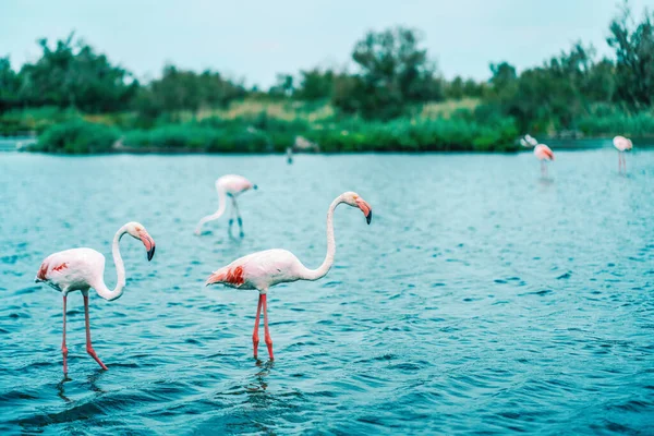Two Greater pink flamingos, large and small, stand in the water, side view. In the background-a blue pond, a green bank and other birds. Copy of the space.