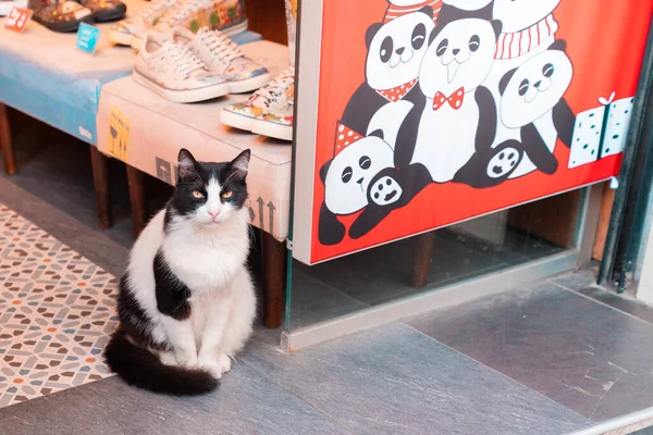 2019 Estambul Turquía Gato Callejero Blanco Negro Sienta Cerca Una — Foto de Stock