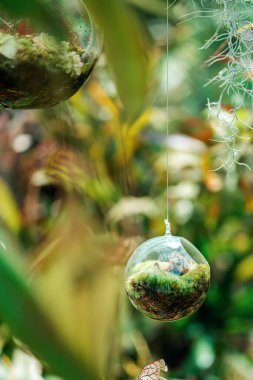 Şeffaf floraryum, sulu bitkilerle çevrili bir ipte asılı. Boşluğu kopyala.