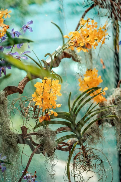 热带植物在植物园 雨水灌溉的树叶和野性黄花 — 图库照片
