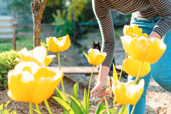 Eine Frau Schneidet Gelbe Tulpen Garten Hintergrund Ein Garten Und — Stockfoto