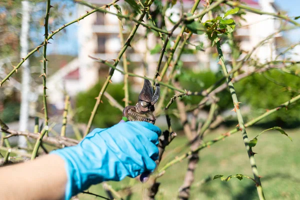 Hombre Podando Árboles Con Tijeras Primavera Mano Cerca Concepto Jardinería — Foto de Stock