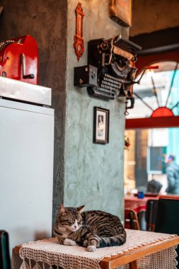 Antika bir kahve dükkanında tekir bir kedi bir masada uyur. Hindi. Evcil hayvanların korunması kavramı.