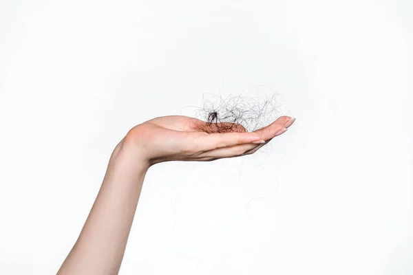 Females Hand Holds Bunch Fallen Hair Copy Space White Background — Stock Photo, Image