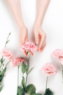 Hassas kadın elleri pembe bir Eustoma çiçeği tutar. Beyaz arka plan. Dikey. Doğal güzellik kavramı.