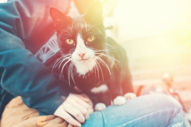 Tatlı siyah beyaz bir kedi kızın dizlerinin üzerinde yatıyor. Açık havada. Işık.