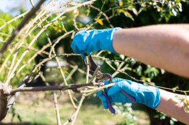 Ağacı makasıyla budamak. Bahar geldi. Eller yukarı. Bahçıvanlık kavramı.