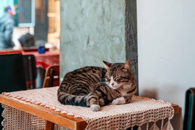 Kahve dükkanındaki bir masada uyuyan tekir kedinin yakın portresi. Hindi. Evcil hayvanların korunması kavramı.
