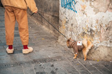 27.12.2019 İstanbul, Türkiye. Sahibi köpeği tasmalı tutuyor, bu da bölgeyi işaret ediyor. Köpek kıyafetleri içinde Pomeranian. Evcil bir hayvanla yürüyorum.
