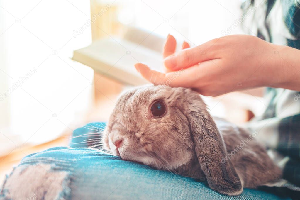 A woman is reading a book and stroking a rabbit sitting on her lap. Close-up of the animal's face. Concept of reading and relaxing.