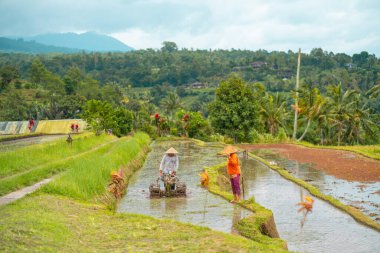 İşçiler pirinç teraslarına pirinç ekerler. Bali, Endonezya.