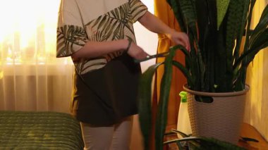  Günlük giysiler içinde kadın hobici ve gözlük, tencerede bitki yaprakları budamak, gün batımında ev bahçıvanlığı ve eko yaşam tarzı. Kapat.