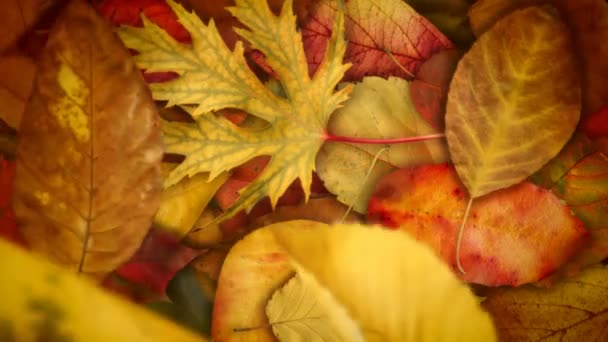 Autumn Leaves 60Fps Fabelachtige Fall Gebladerte Video Achtergrond Lus — Stockvideo