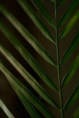 hurma yaprağı yakın çekim